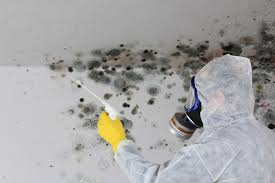 Reliable Mcdade, TX Mold Inspection Solutions